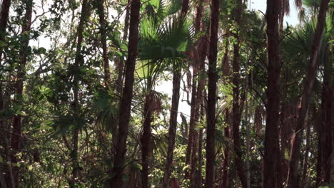 everglades palm vio repollo balanceándose en el viento con el sol