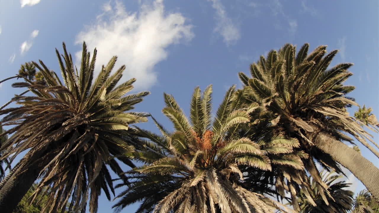 lapso de tiempo de las nubes pasando sobre una palmera en el parque estatal de playa refugio california