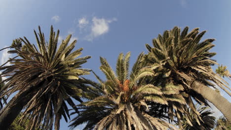 lapso de tiempo de las nubes pasando sobre una palmera en el parque estatal de playa refugio california