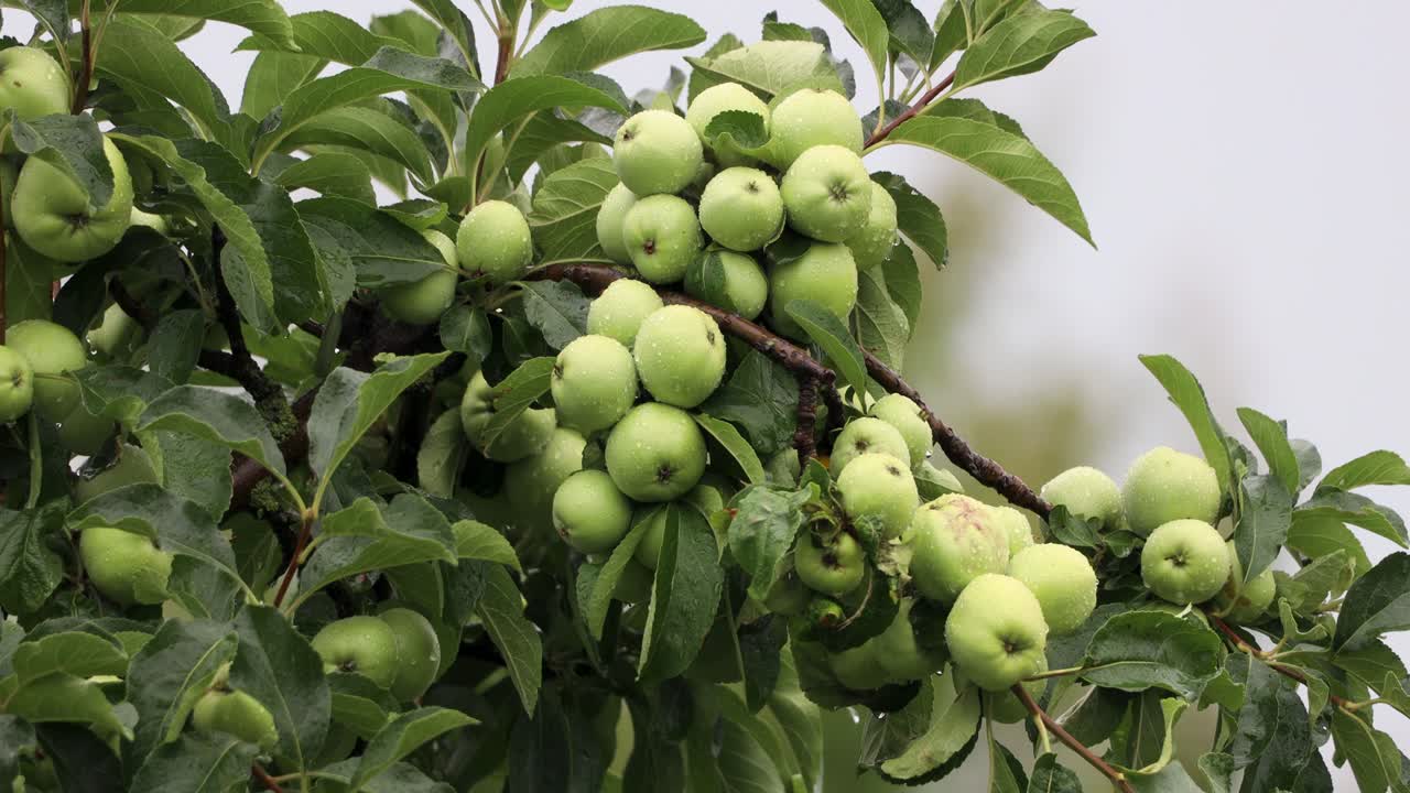Melo ricco di frutti verdi in una giornata piovosa in un frutteto.