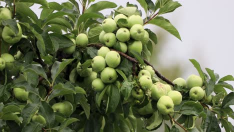 Apple Tree Full Of Green Fruits On A Rainy Day At An Orchard
