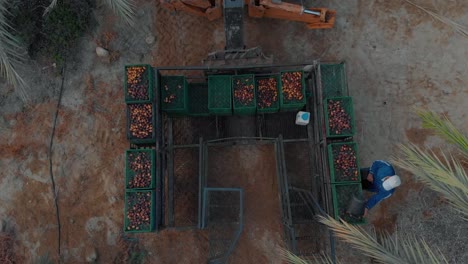 harvesting platform for dates in a huge field, jordan valley region at sunrise, israel - top down aerial drone shot flies up and reveals the date field