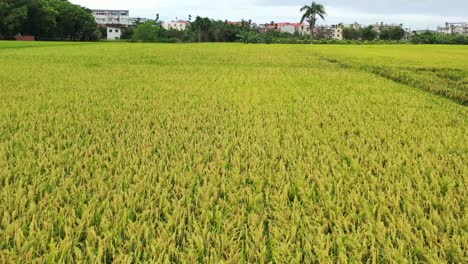 aerial drone footage of rice paddy field leading to residential houses at doliu city taiwan