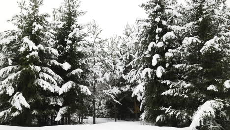 Bosque-Cubierto-De-Nieve