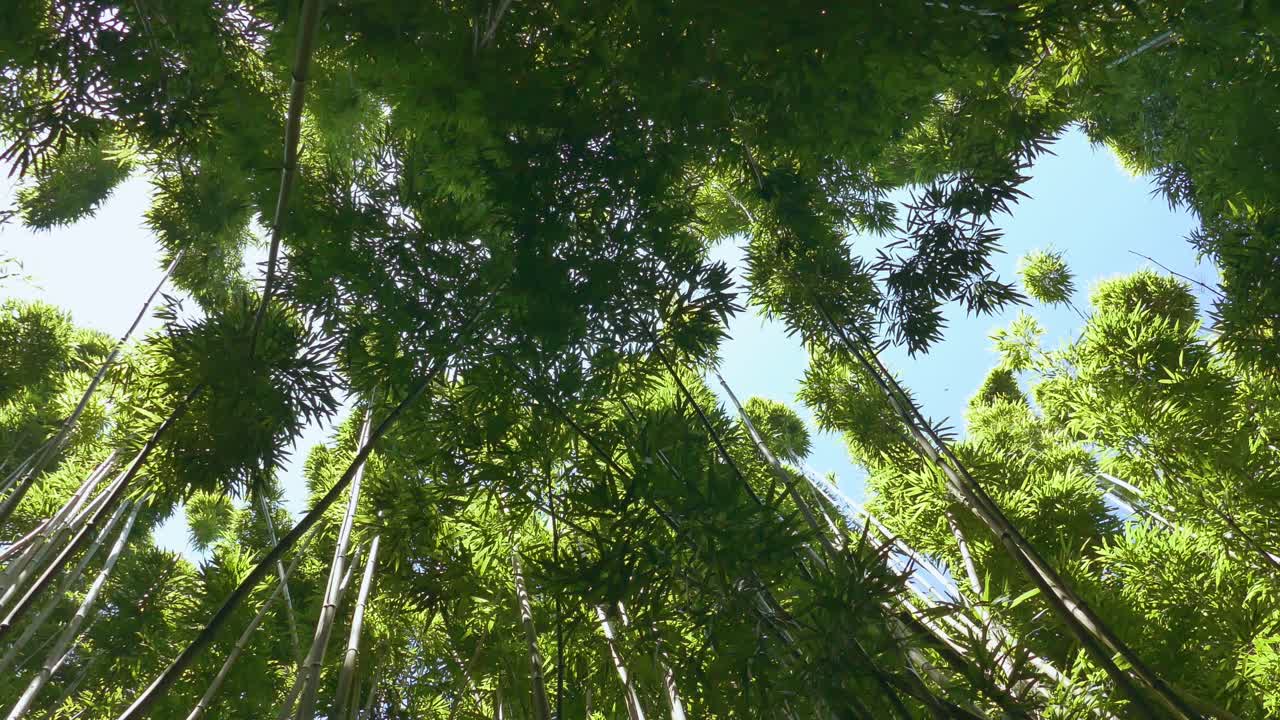 Bamboo Forest Canopy