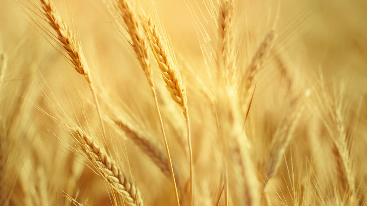 A truly cinematic shot of golden wheat swaying in the summer breeze, bathed in warm sunlight. Captures the peaceful, abundant beauty of nature