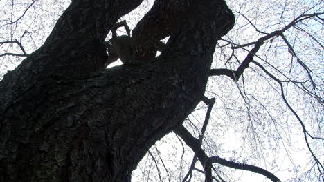 camera jibs through the branches of a japanese weeping cherry tree laden with cherry blossoms