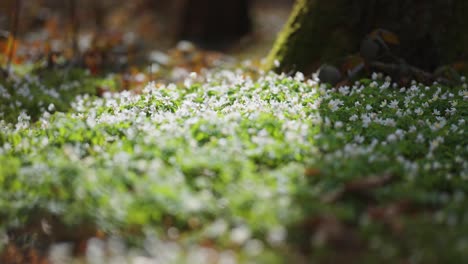 una alfombra de delicadas flores blancas de mantequilla en plena floración