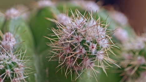 macro shot of a ornamental cactus with details on its spines