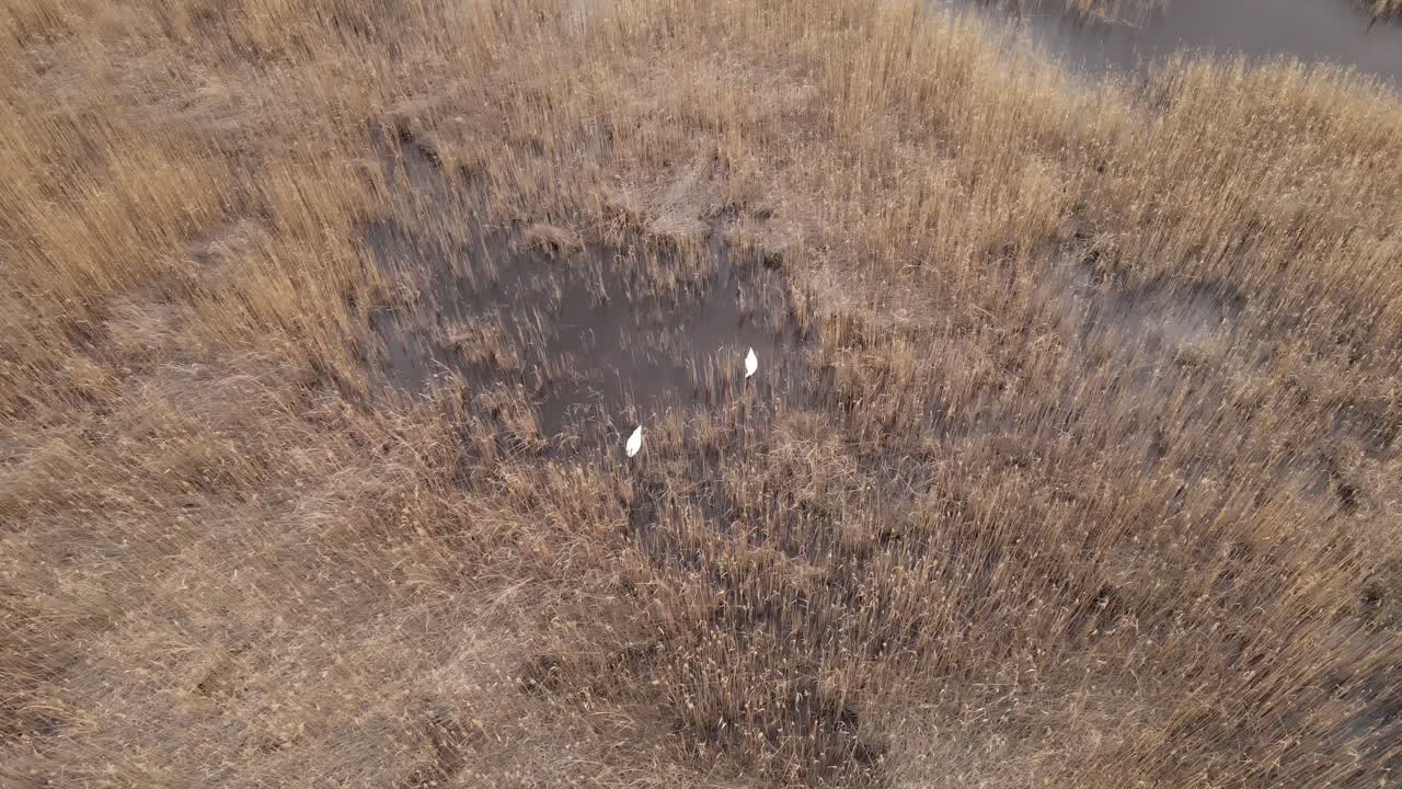 An aerial view of a marshland with two white swans standing in shallow water, surrounded by tall, dry reeds. The earthy tones of the wetland contrast with the bright white feathers of the birds.
