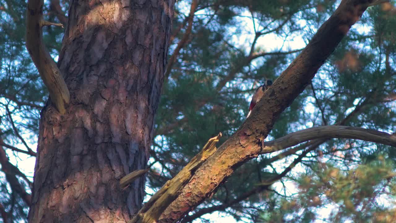gran pájaro carpintero manchado tamborileando en una rama de pino en un bosque, bosque nórdico, tiro medio distante