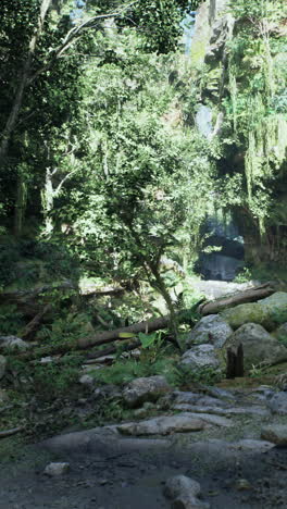 lush jungle waterfall path