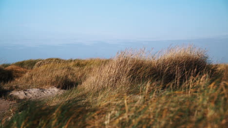 ocean dune grass in the wind island fanø in denmark near the beach and sea blue sky