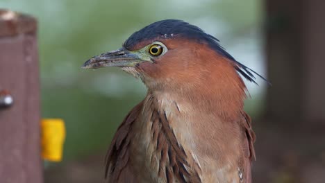 Closeup-Of-Malayan-Night-Heron-Head-In-Daan-Forest-Park,-Taipei,-Taiwan