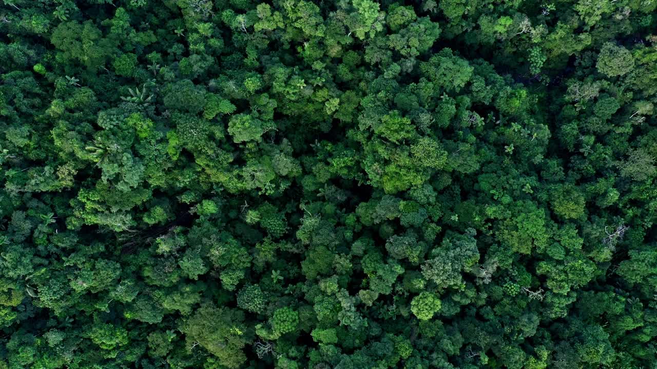 Top view of a tropical forest canopy showing the Amazon forest
