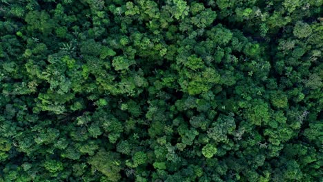 top view of a tropical forest canopy showing the amazon forest