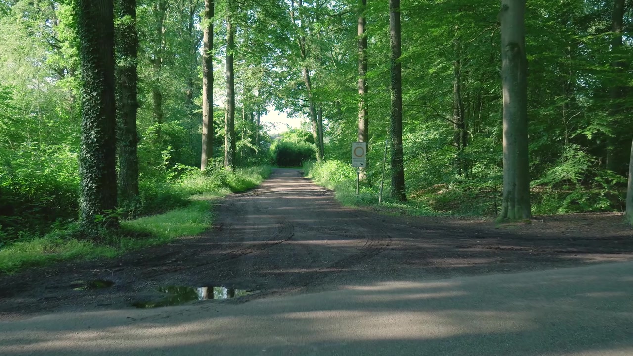 Sentiero sterrato che attraversa una foresta verde lussureggiante