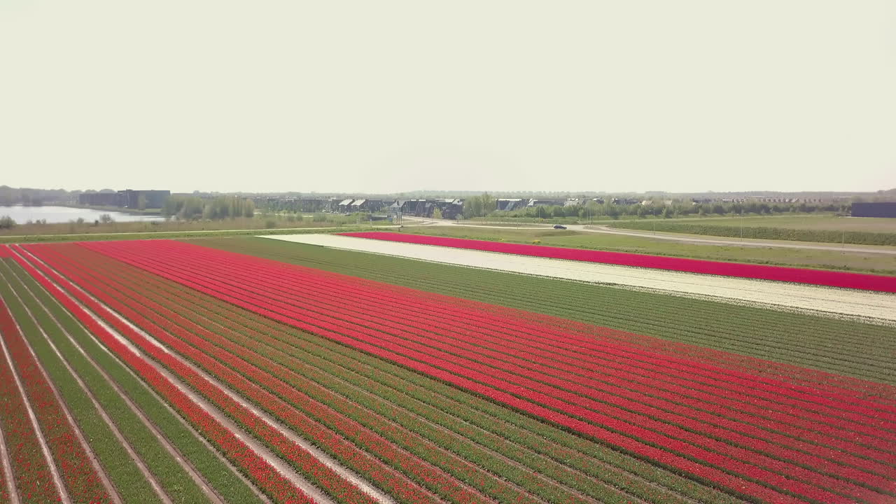 Aerial drone shot of tilting down over the beautiful tulip flower fields in the Netherlands