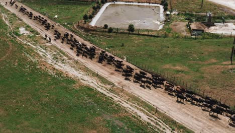 large herd of cows forming a line towards milking shed, aerial