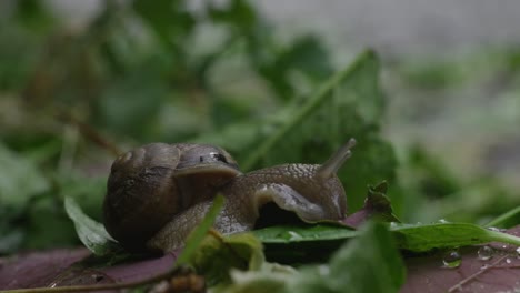 snail crawling on fallen green leaf on the ground