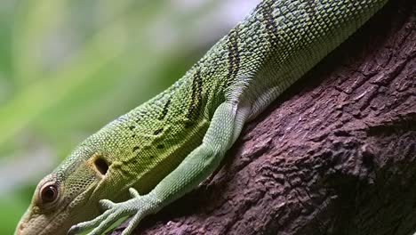 detailed portrait of a slowly crawling emerald tree monitor with blurry forest in background