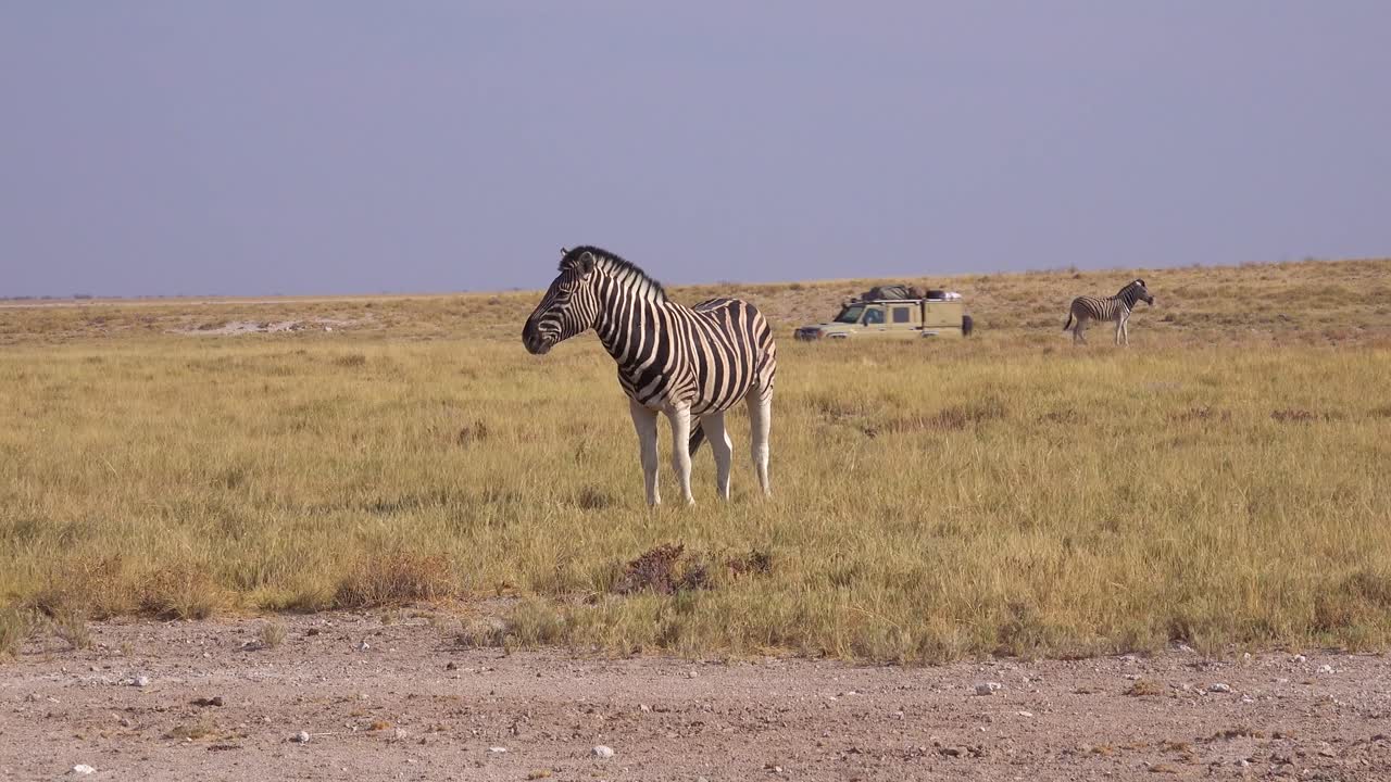 A safari vehicle passes large herds of dusty zebras in Etosha National Park Namibia Africa
