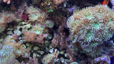 un colorido acuario de peces tropicales lleno de vida y movimiento