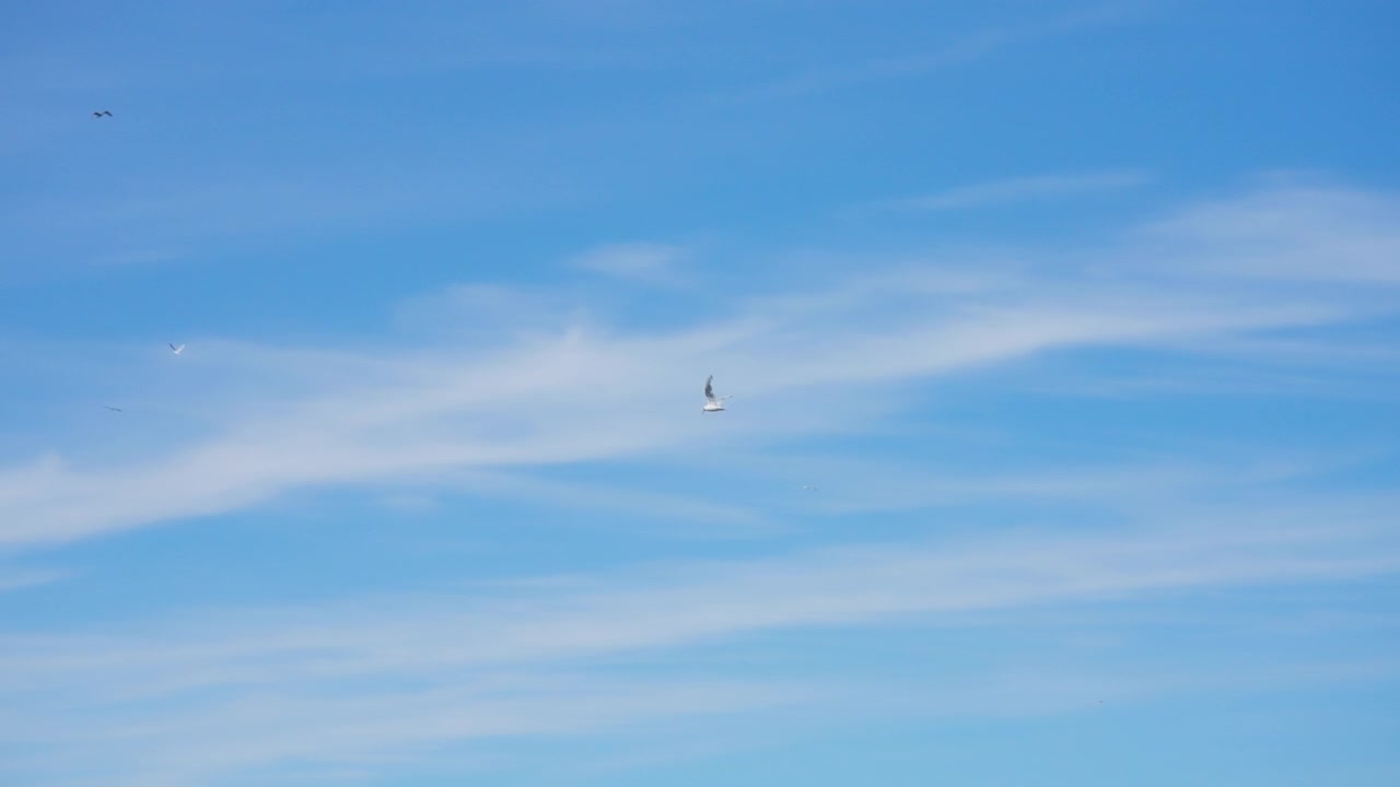 Gabbiani che volano contro un cielo blu con nuvole bianche e sottili.