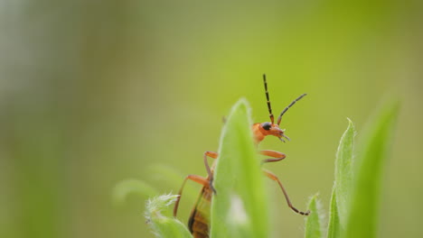 common red soldier beetle on grass