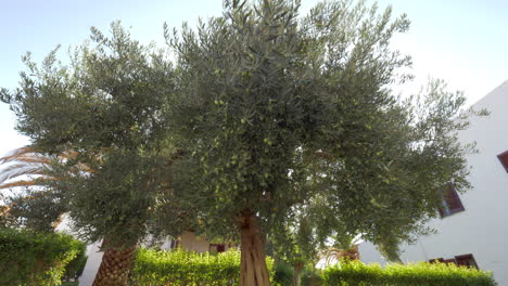 árbol de olivo de amplias ramas en el jardín