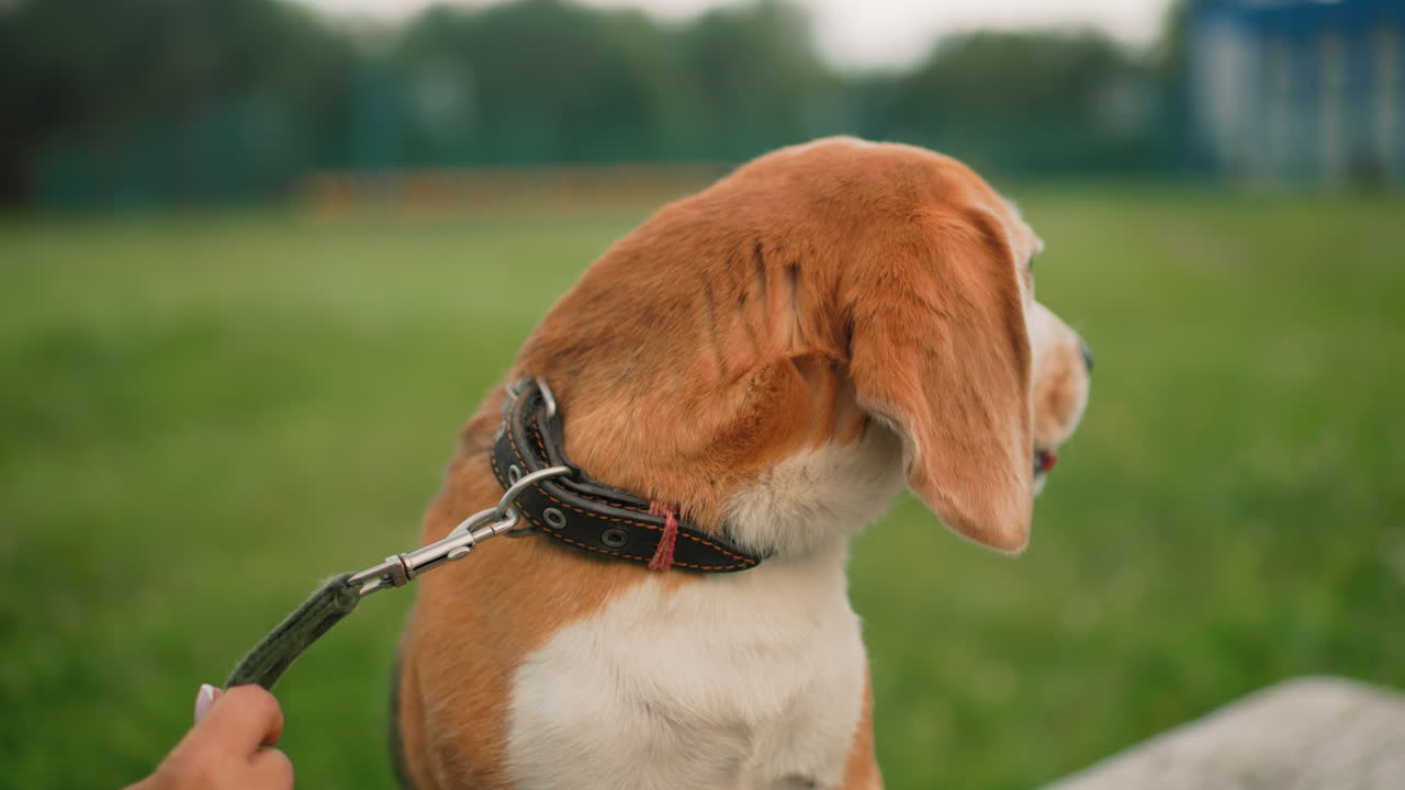 Close up of beagle dog sitting calmly on bench, wearing collar and leash, gazing curiously around grassy environment, enjoying outdoor moment, focused on its surroundings with bright expression