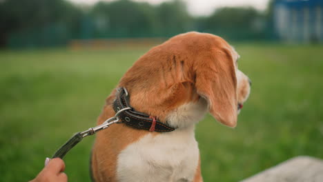 close up of beagle dog sitting calmly on bench, wearing collar and leash, gazing curiously around grassy environment, enjoying outdoor moment, focused on its surroundings with bright expression