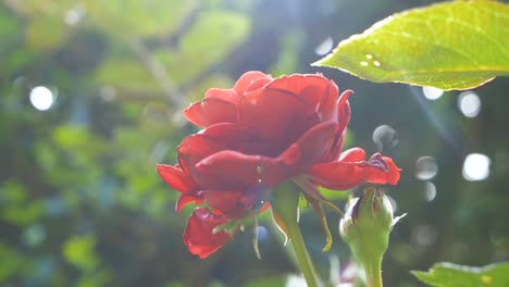Nahaufnahme-Einer-Roten-Rose-Im-Frühling-Mit-Schönem-Glanz-Von-Der-Sonne