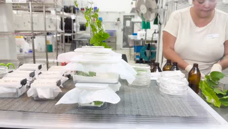 scientist in a lab setting examines caterpillars in containers under bright lighting, showcasing scientific research and observation