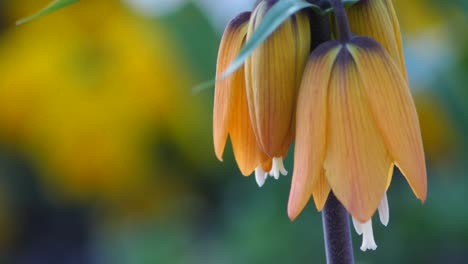 fritillaria imperialis disparo a cámara lenta