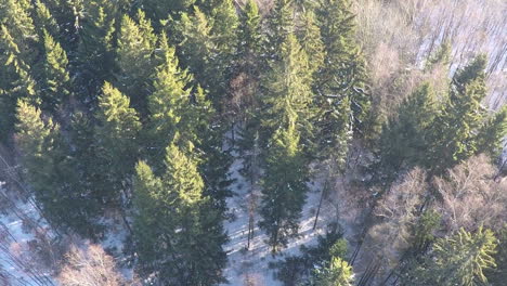 conifers and birches in winter mixed forest aerial view