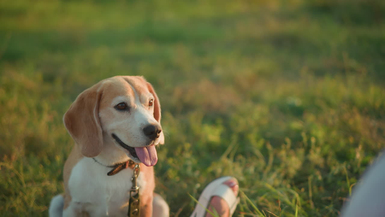 primer plano de un perro atento en una correa sentado en la hierba, mirando ansiosamente a un individuo levantando la mano arriba y abajo en un entorno al aire libre, con fondo con vegetación