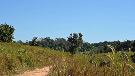 zoom out of this lovely scenery in khao yai national park, thailand