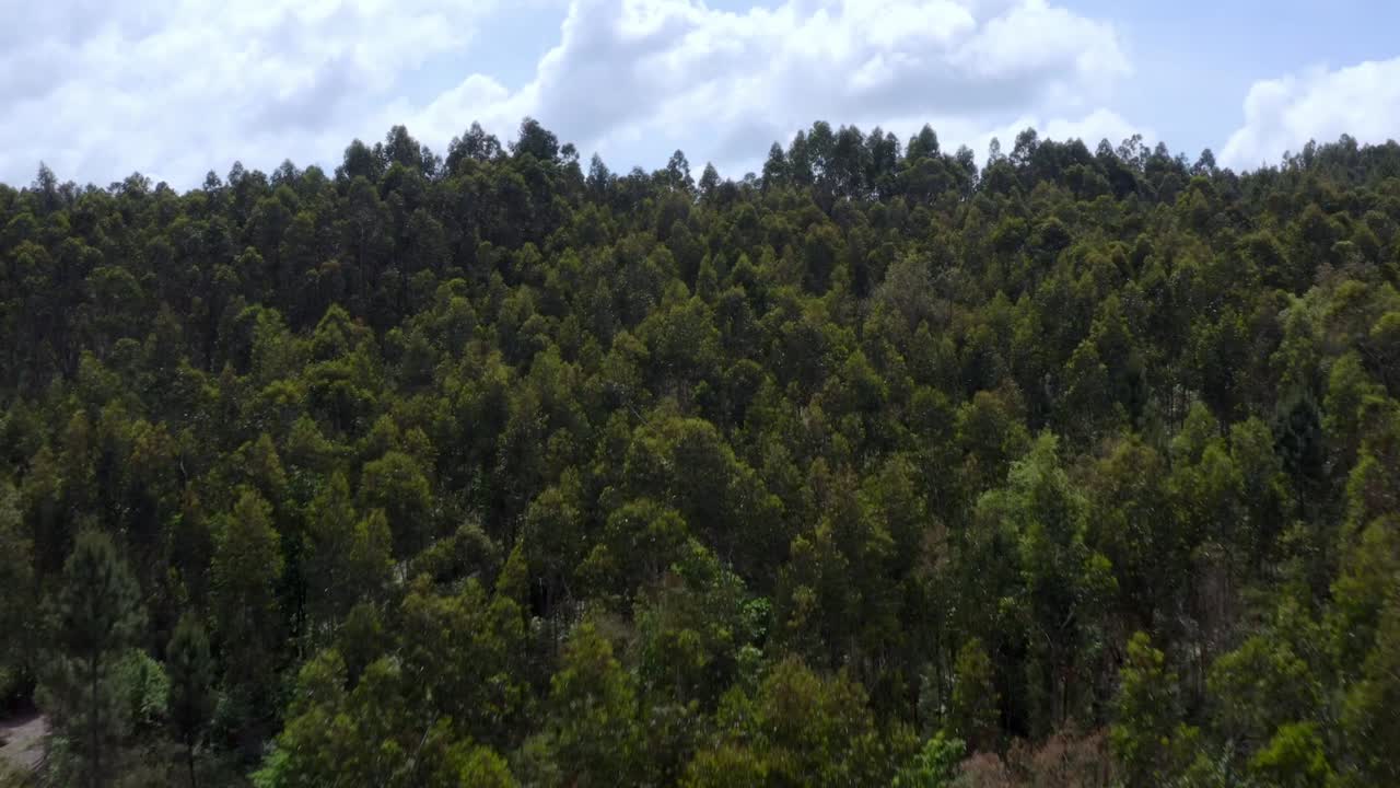 fotografía aérea de un bosque gigante