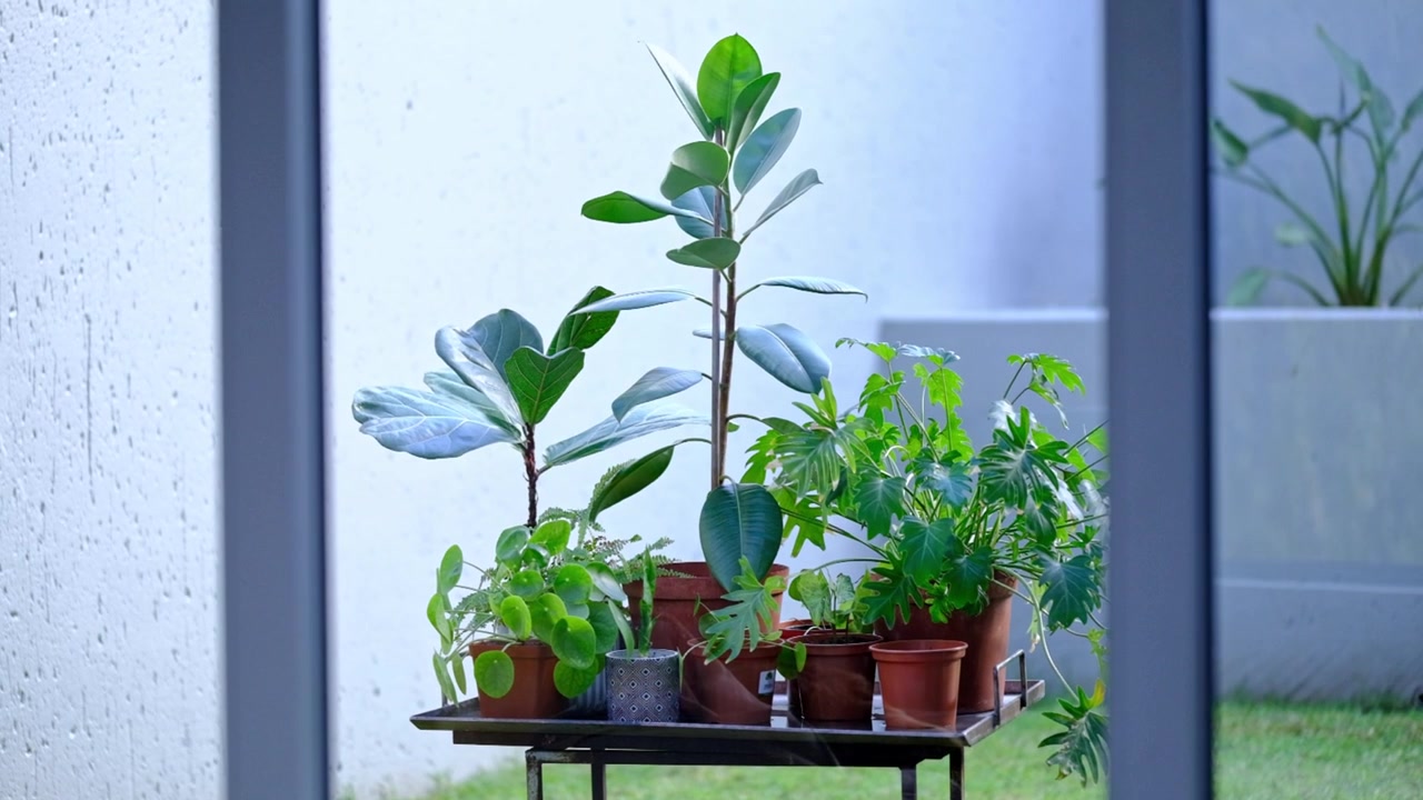 様々なエキゾチックな観葉植物が屋外で植え替えられている様子