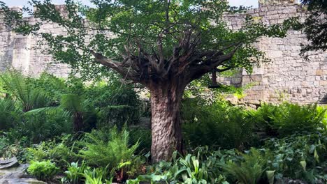 garden tree with no leaves