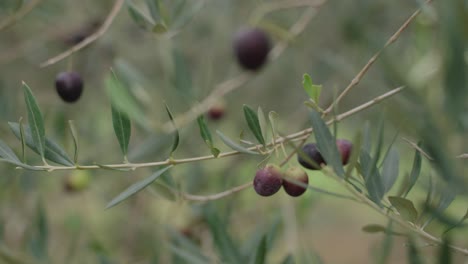 close-up of olives on a tree, softly swaying in light wind with dreamy bokeh background