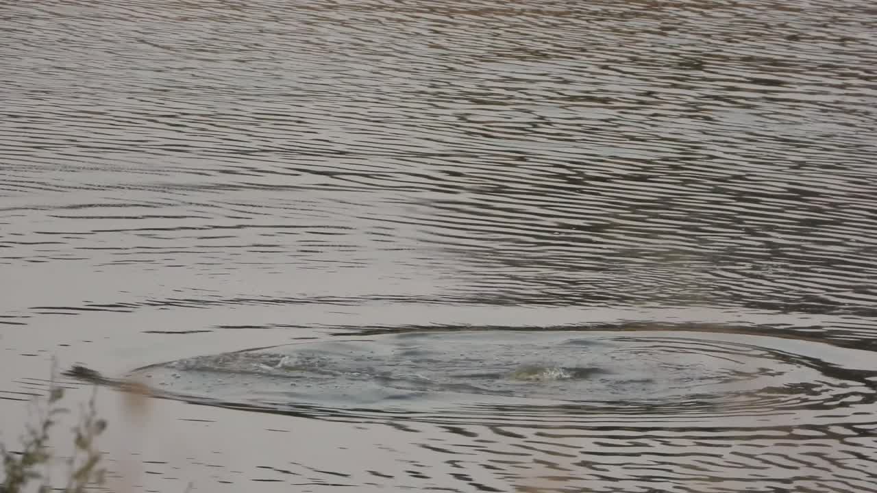 강 에서 놀고 있는 두 마리 의 일반적 인 히포포타무스