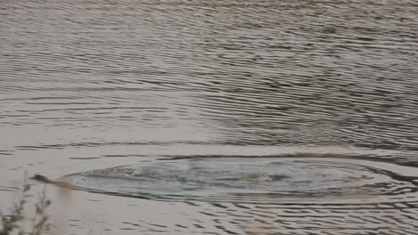 two common hippopotamus  playing in river