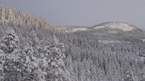 Bosque-Cubierto-De-Nieve-En-Los-Alpes-Montañosos-Durante-El-Invierno