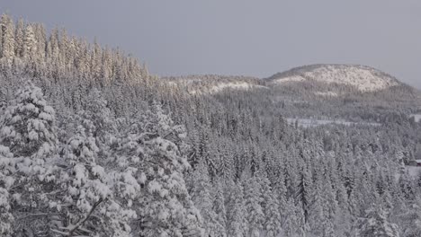 Schneedeckenwald-In-Den-Bergalpen-Im-Winter