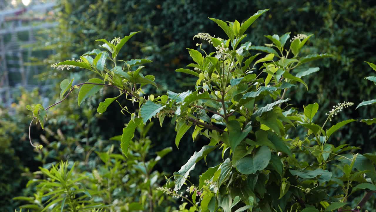 plantas cubiertas de maleza en una subestación eléctrica