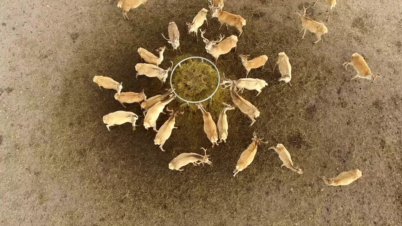 4k 사이 그룹으로 먹이를 먹고 있습니다.