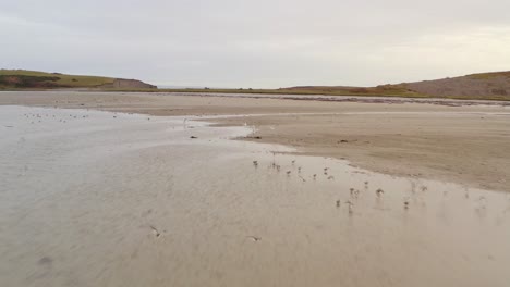 a wide sandy beach with waves and an overcast sky, the calmness of a seaside environment, smooth low aerial as flock of birds scatter at sunset, rusheen bay galway ireland