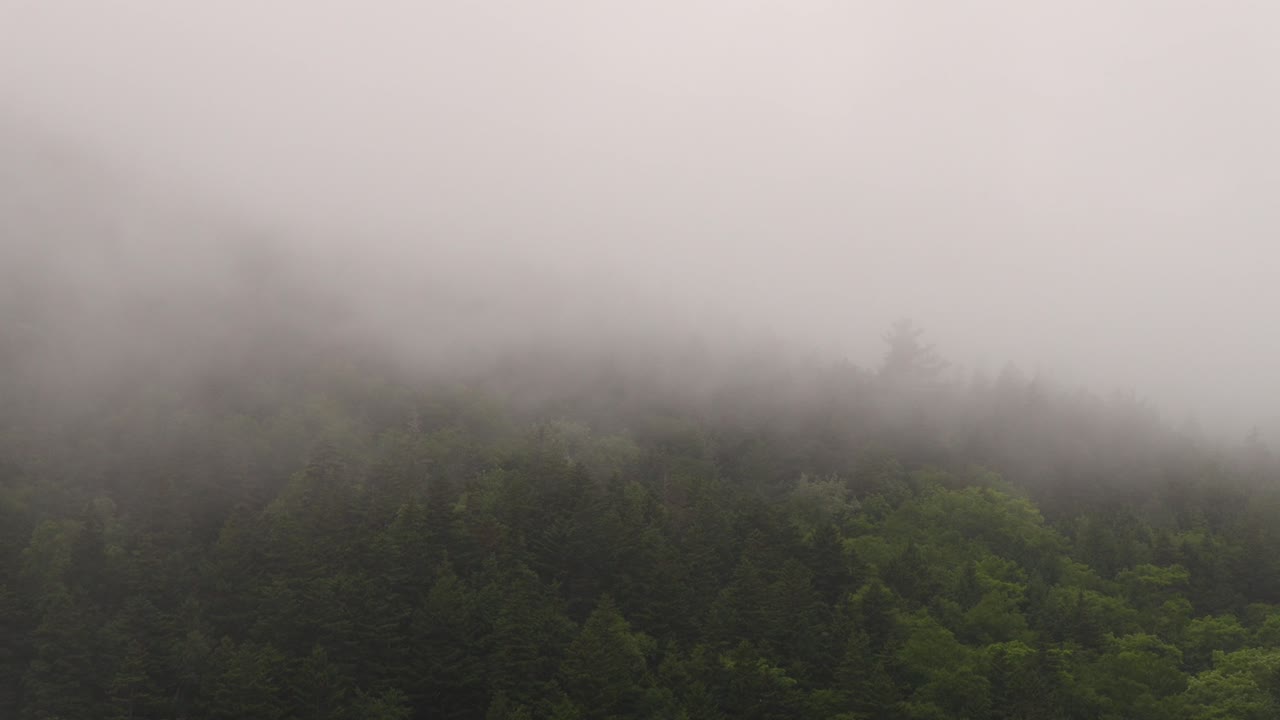 Foggy rolling over the evergreen covered hillside.
